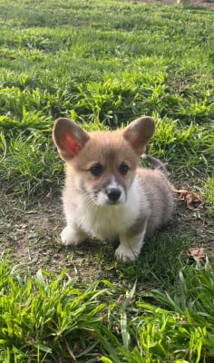 Les chiots de Welsh Corgi Pembroke