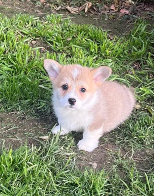 Les chiots de Welsh Corgi Pembroke