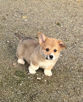 Les chiots de Welsh Corgi Pembroke