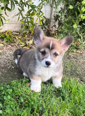 Les chiots de Welsh Corgi Pembroke