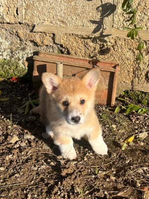 Les chiots de Welsh Corgi Pembroke