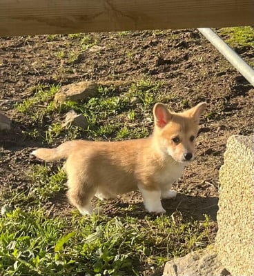 Les chiots de Welsh Corgi Pembroke
