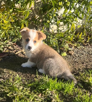 Les chiots de Welsh Corgi Pembroke