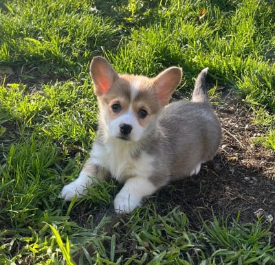 Les chiots de Welsh Corgi Pembroke