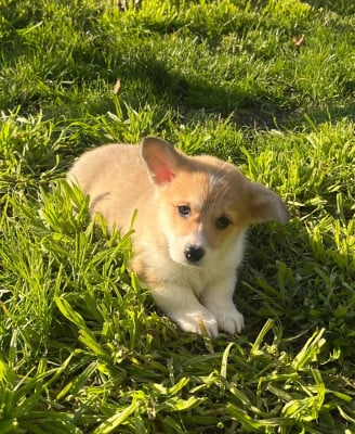 Les chiots de Welsh Corgi Pembroke