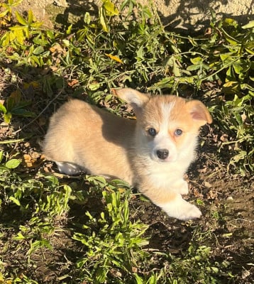 Les chiots de Welsh Corgi Pembroke
