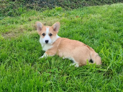 Les chiots de Welsh Corgi Pembroke