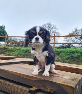 Les chiots de Cavalier King Charles Spaniel