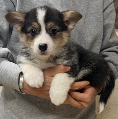 Les chiots de Welsh Corgi Pembroke