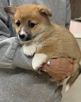 Les chiots de Welsh Corgi Pembroke