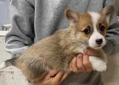 Les chiots de Welsh Corgi Pembroke