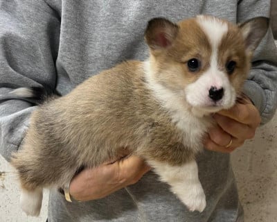 Les chiots de Welsh Corgi Pembroke