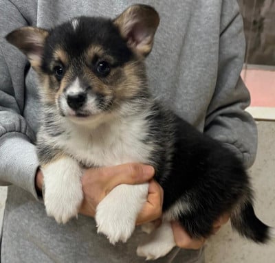 Les chiots de Welsh Corgi Pembroke