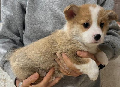 Les chiots de Welsh Corgi Pembroke
