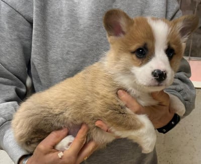 Les chiots de Welsh Corgi Pembroke