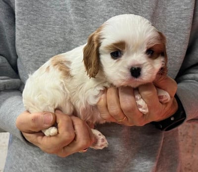 Les chiots de Cavalier King Charles Spaniel