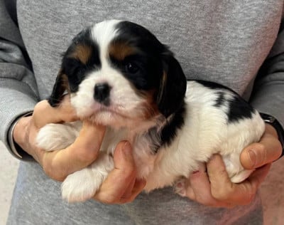 Les chiots de Cavalier King Charles Spaniel