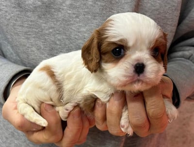 Les chiots de Cavalier King Charles Spaniel
