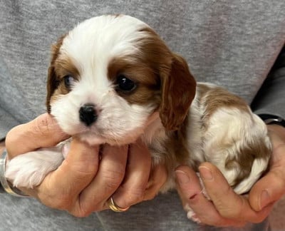 Les chiots de Cavalier King Charles Spaniel