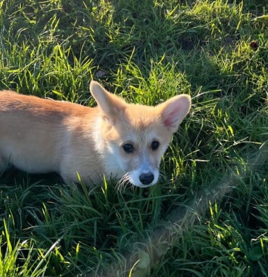 Les chiots de Welsh Corgi Pembroke