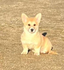 Les chiots de Welsh Corgi Pembroke