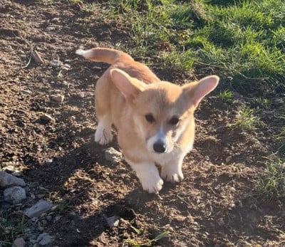 Les chiots de Welsh Corgi Pembroke
