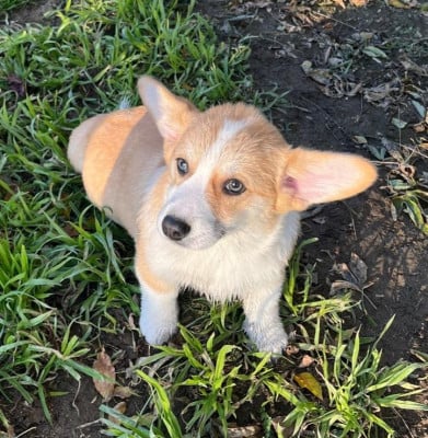 Les chiots de Welsh Corgi Pembroke