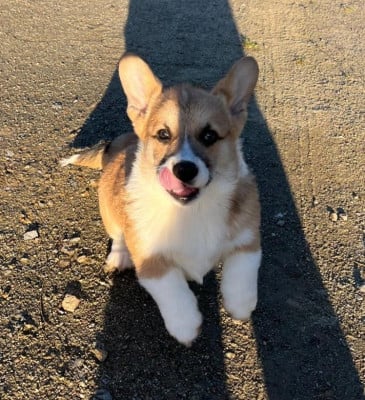 Les chiots de Welsh Corgi Pembroke