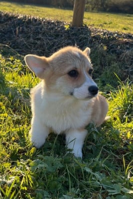 Les chiots de Welsh Corgi Pembroke