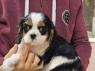 Les chiots de Cavalier King Charles Spaniel