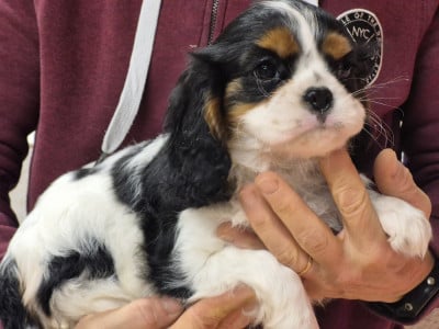 Les chiots de Cavalier King Charles Spaniel