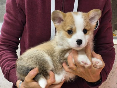 Les chiots de Welsh Corgi Pembroke