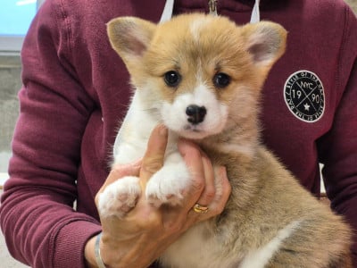 Les chiots de Welsh Corgi Pembroke