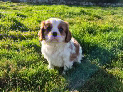 Les chiots de Cavalier King Charles Spaniel