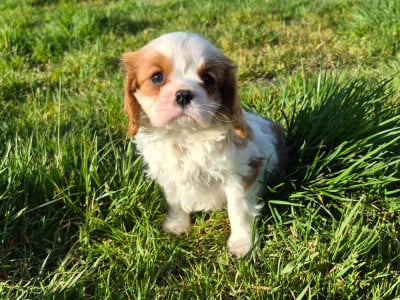 Les chiots de Cavalier King Charles Spaniel