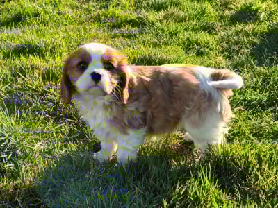 Les chiots de Cavalier King Charles Spaniel