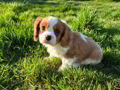 Les chiots de Cavalier King Charles Spaniel
