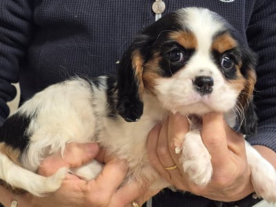 BABIOLE - Cavalier King Charles Spaniel