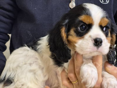 BOBINE - Cavalier King Charles Spaniel