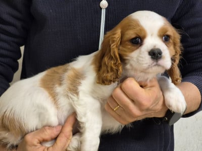 Les chiots de Cavalier King Charles Spaniel