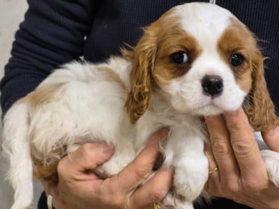 Les chiots de Cavalier King Charles Spaniel