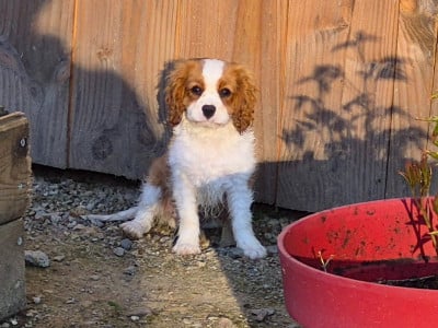 Les chiots de Cavalier King Charles Spaniel