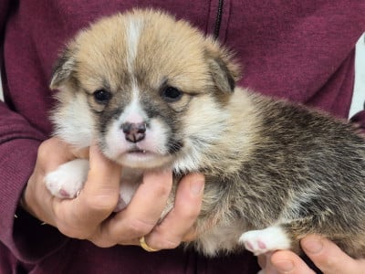 Les chiots de Welsh Corgi Pembroke