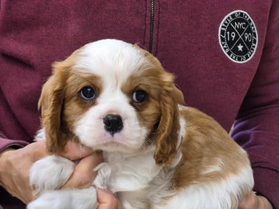 Les chiots de Cavalier King Charles Spaniel