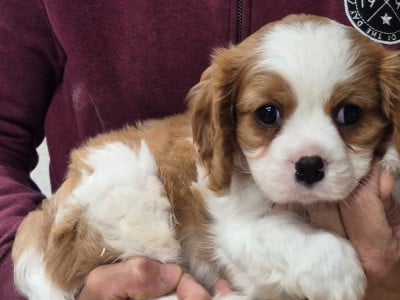 Les chiots de Cavalier King Charles Spaniel