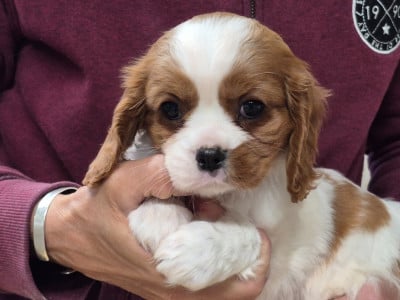 Les chiots de Cavalier King Charles Spaniel