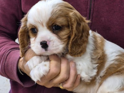 Les chiots de Cavalier King Charles Spaniel