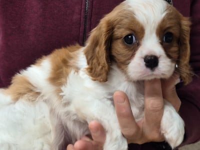 Les chiots de Cavalier King Charles Spaniel