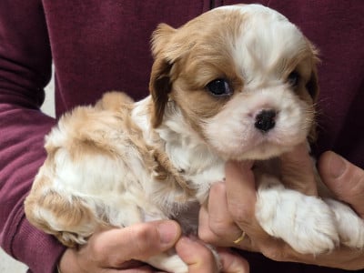 Les chiots de Cavalier King Charles Spaniel