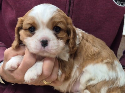 Les chiots de Cavalier King Charles Spaniel